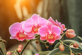 Fototapeta Storczyk - Beautiful orchid flowers bloom in natural world