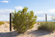 Bush Grows Along A Fence Line In The Desert Of California's Southeast.