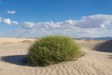 Green Bush Grows In The Sands Of The Mojave Desert In California.