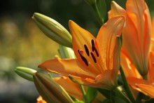 Orange Day Lily Garden 2