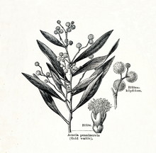 Mountain Hickory (Acacia Penninervis) (from Meyers Lexikon, 1895, 7/378/379)