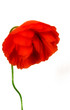  wild poppy isolated  on a white background