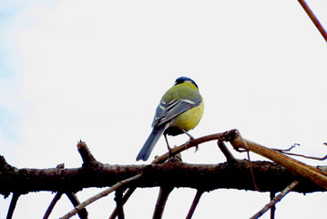 titmouse on a branch