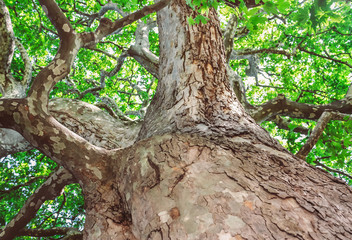 Peeling trunk and massive branches of old sycamore tree