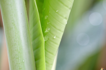 Wall Mural - banana leaves and water drop in garden on natural light.