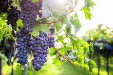 Bunches Of Ripe Grapes Before Harvest.

