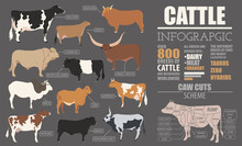 Cattle Breeding Infographic Template. Flat Design