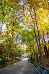 Wall Mural - the trail surrounded by Autumn trees