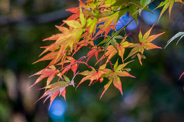 autumn maple tree leaves