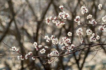 Wall Mural - Japanese apricot flower
