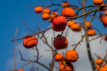 Wall Mural - persimmons