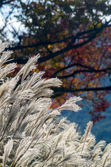 Wall Mural - silver grass