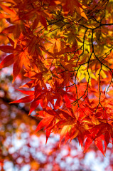 Wall Mural - Autumn maple tree leaves