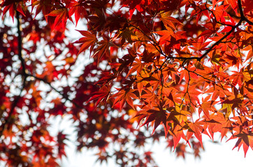Wall Mural - Autumn maple tree leaves