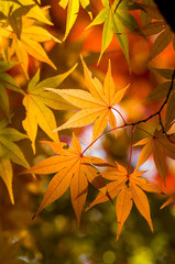 Wall Mural - Autumn maple tree leaves
