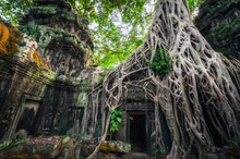 Ancient Khmer Architecture. Ta Prohm Temple With Giant Banyan Tree At Angkor Wat Complex, Siem Reap, Cambodia