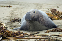 Large Elephant Seal