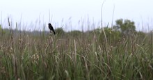 Red Winged Blackbird Perching In Tall Grass