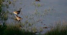 Willet Shore Birds Walking In Wetlands