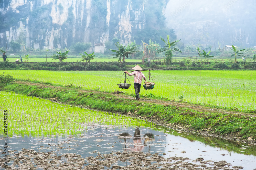 Vietnamese farmer works at rice field at foggy morning. Ninh Binh ...