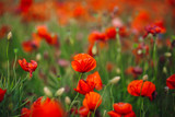 Fototapeta Maki - Closeup of fancy poppies covering the field