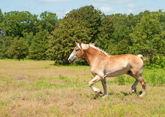 Large Belgian Draft horse trotting across a field