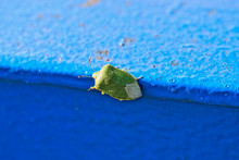 A Closeup Of A Green Stink Bug
