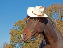 Cute Little Dark Bay Arabian Horse Wearing A Cowboy Hat