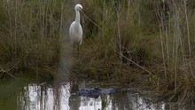 Snowy Egret And Alligator In Wetlands