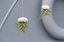 Tillandsias, Air Plants In Sea Urchin Shells As Bathroom Decoration