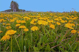 Fototapeta Kwiaty - field with yellow dandelions