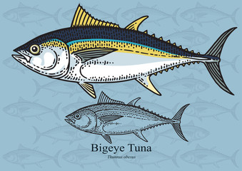 Wall Mural - Bigeye Tuna. Vector illustration for artwork in small sizes. Suitable for graphic and packaging design, educational examples, web, etc.