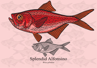 Wall Mural - Splendid Alfonsino. Vector illustration for artwork in small sizes. Suitable for graphic and packaging design, educational examples, web, etc.