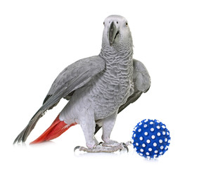 Canvas Print - African grey parrot