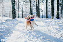 Portrait Of A Dog Outdoors In Winter. Two Young Golden Retriever Playing In The Snow In The Park. Tug Toys