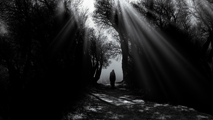 Wall Mural - Forest dark horror./Halloween background.