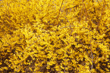 Wall Mural - forsythia, yellow spring flowers texture background
