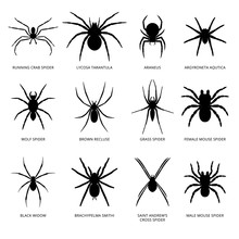Spiders Silhouette
