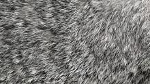 Gray Rabbit Fur As Background