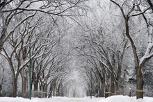 A Snow Covered Street Lined With Trees In Winter