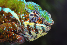 Male Panther Chameleon, British Columbia, Canada