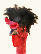 Portrait Of Naked Neck Crested Cock