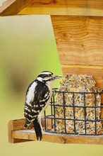 Downy Woodpecker (picoides Pubescens) Eating Seed At A Bird Feeder;Ohio, United States Of America