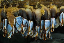 Gooseneck Barnacles Found On A Piece Of Driftwood Washed Ashore;Alaska United States Of America