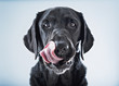 © Designpics - Black dog licking his lips