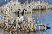 Canada Geese (branta Canadensis) Standing Up In A Marsh Close To Their Nest;Quebec Canada