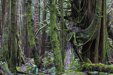 The Rainforest In Pacific Rim National Park, Vancouver Island;British Columbia, Canada