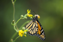 An Orange Monarch Butterfly Feeds At A Yellow Flower;Morden, Manitoba, Canada