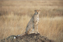 A Cheetah Sits Alert In A Field In The Maasai Mara National Reserve;Maasai Mara Kenya