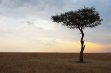 A Lone Tree On The Maasai Mara National Reserve Landscape At Sunset;Maasai Mara Kenya